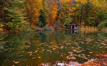 вода, река, природа, лес, листья, осень
