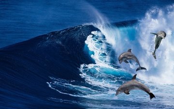 волны, море, рендеринг, дельфины