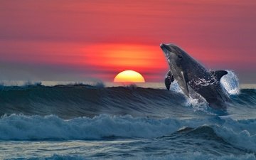 закат, море, рендеринг, дельфин