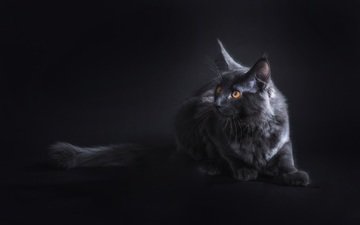 кот, кошка, взгляд, черный фон, темнота, чёрная кошка, желтые глаза, мейн-кун