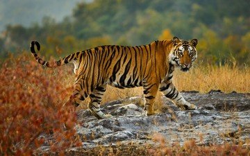 tiger, blick, raubtier, wilde natur, bengal tiger