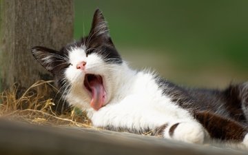 кот, мордочка, кошка, котенок, язык, зевает