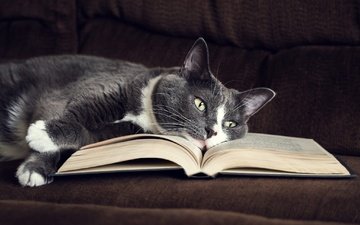 морда, фон, кот, лапы, кошка, взгляд, лежит, диван, книга, уют, страницы