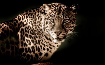 морда, взгляд, леопард, хищник, большая кошка, черный фон
