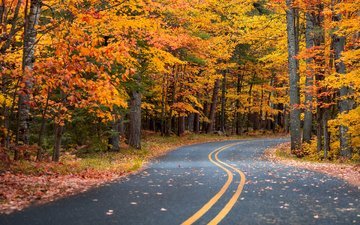 дорога, лес, листья, пейзаж, осень