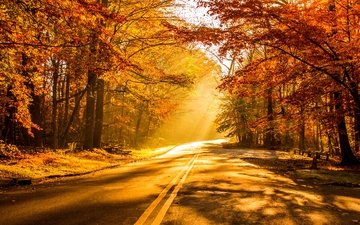дорога, деревья, природа, лес, листья, закат, парк, осень