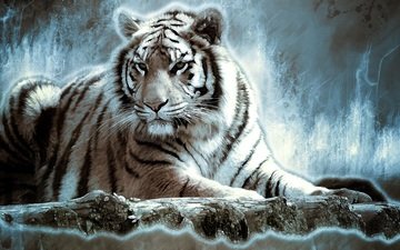 тигр, хищник, большая кошка, дикая кошка, белый тигр