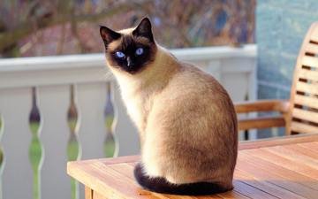 кот, мордочка, кошка, взгляд, голубые глаза, сиамская