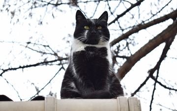 кот, ветки, кошка, взгляд, забор, чёрно-белый
