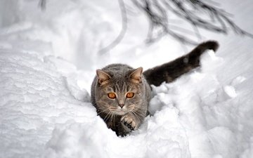 снег, зима, кот, кошка, взгляд, сугроб, боке
