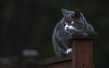 морда, кот, кошка, взгляд, забор, сидит, темный фон, дымчатый, столб, желтые глаза