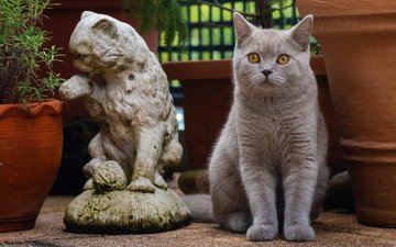 кот, кошка, взгляд, серый, статуэтка, британская короткошерстная