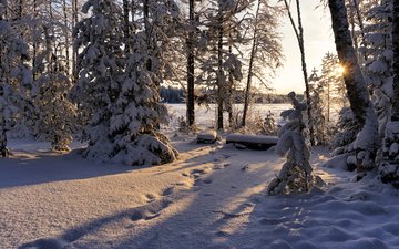 снег, зима, зимний лес