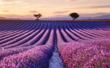 blumen, feld, lavendel, horizont, frankreich, provence