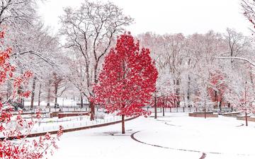 деревья, снег, зима, парк