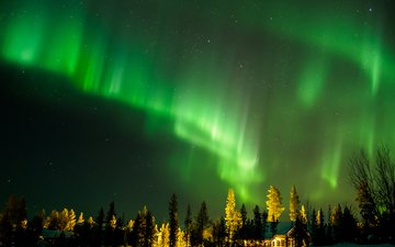 ночь, деревья, лес, пейзаж, северное сияние, финляндия, полярное сияние