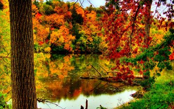 река, природа, лес, листва, осень