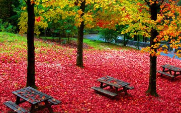 деревья, парк, листва, осень, стол для пикника