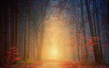 деревья, природа, лес, туман, листва, осень
