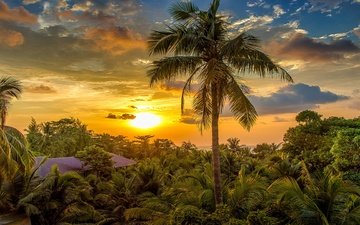 солнце, пальма, курорт
