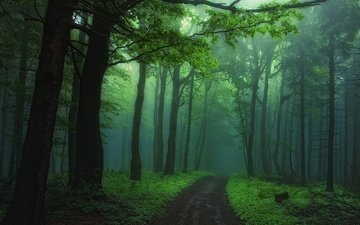 дорога, деревья, природа, лес, туман