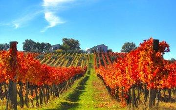склон, осень, дом, италия, виноградник