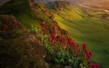 цветы, горы, природа, пейзаж, новая зеландия