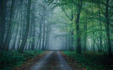 лес, туман, осень