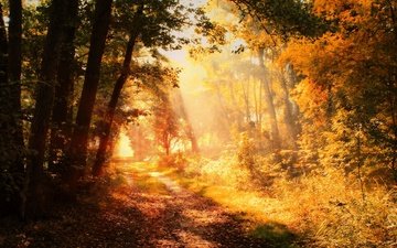 свет, лес, парк, туман, листва, осень, тропинка, скамейка, аллея