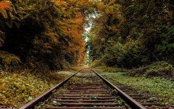 железная дорога, рельсы, осень