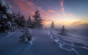 деревья, снег, зима, следы, сугробы, норвегия, рингерике