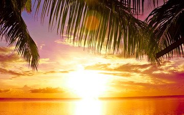 закат, пальма, рай
