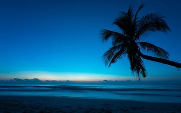вечер, море, пальма