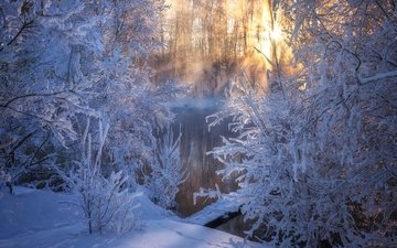 bäume, der fluss, schnee, winter, morgen, frost, russland, altai, стужа