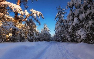 деревья, снег, лес, зима, россия, сугробы, московская область