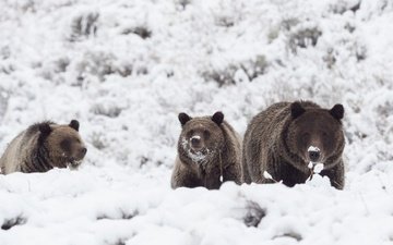 schnee, winter, bären, grizzly, trinity, три медведя