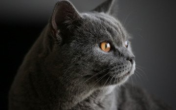 фон, портрет, кот, мордочка, взгляд, британская короткошерстная кошка, котейка