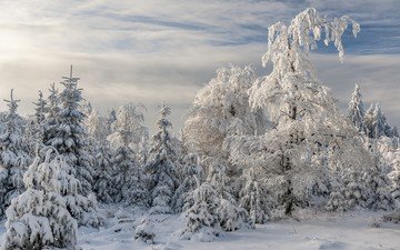 снег, природа, лес, закат, зима, пейзаж, рассвет, заснеженные деревья