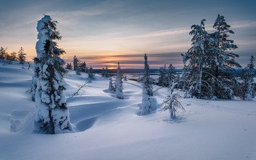 снег, природа, закат, зима, пейзаж, сугробы, заснеженные деревья