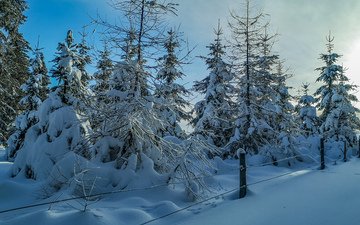 снег, закат, зима, пейзаж, ели, сугробы, заснеженные деревья