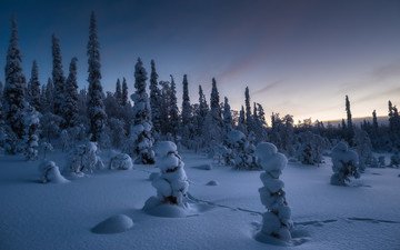 снег, закат, зима, пейзаж, следы, ели, сугробы, заснеженные деревья