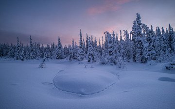 снег, закат, зима, пейзаж, следы, ели, сугробы, заснеженные деревья