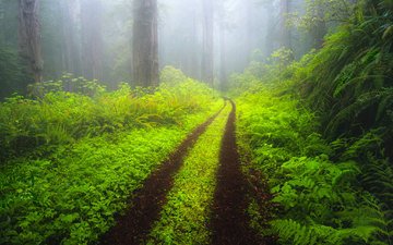 дорога, деревья, природа, лес, пейзаж, утро, туман