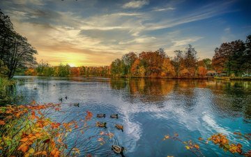 небо, деревья, река, природа, закат, пейзаж, осень, водоем, утки, водоплавающие