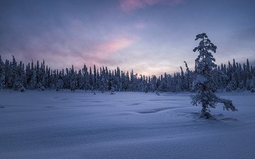 деревья, снег, природа, лес, закат, зима, пейзаж, пей