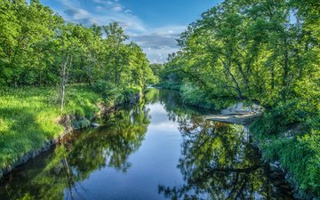 трава, деревья, река, природа, лес, пейзаж, лето