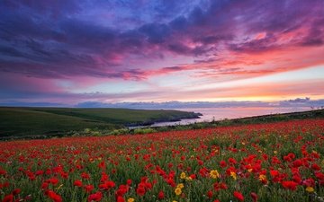 цветы, закат, пейзаж, маки, берег моря, красивое небо, маковое поле