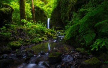 деревья, природа, камни, лес, зелёный, скала, водопад, мох, columbia river gorge