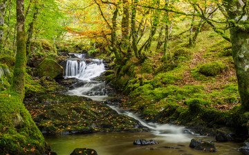 деревья, природа, камни, зелёный, пейзаж, ручей, водопад, мох, речка