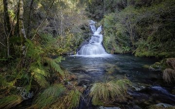 деревья, природа, лес, водопад, речка